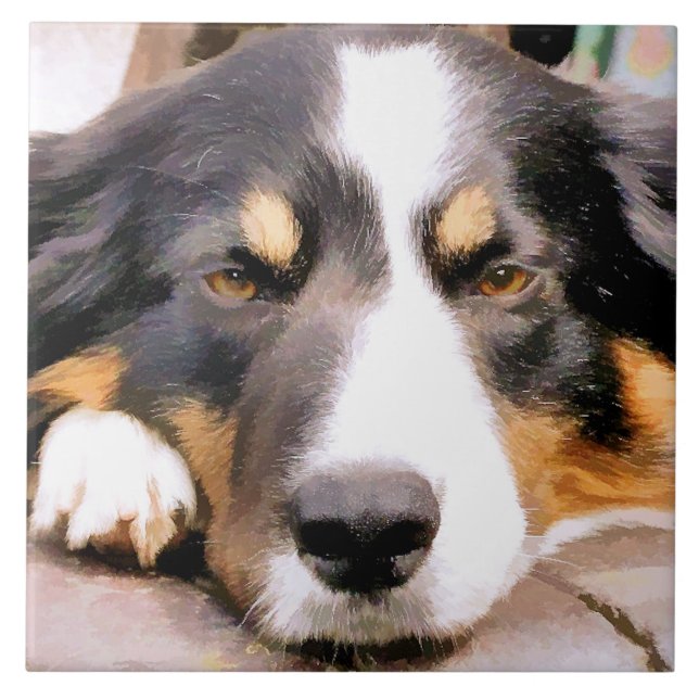 CARREAU EN CÉRAMIQUE COLLIE FRONTALIÈRE (Devant)