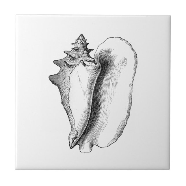 Carreau En Céramique Conque de la Reine (schéma) (Devant)