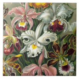 Carreau En Céramique Copie d'art d'Ernst Haeckel : Orchidae Oncidiums,