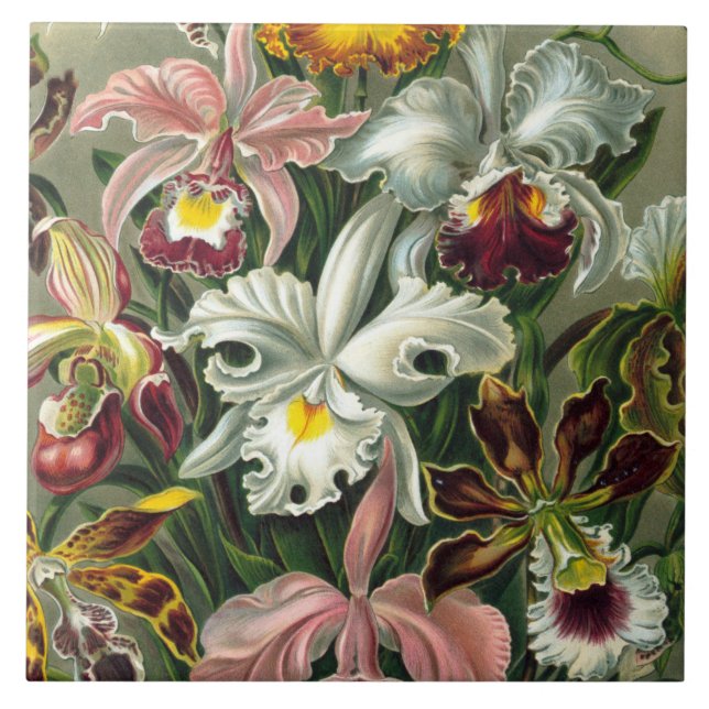 Carreau En Céramique Copie d'art d'Ernst Haeckel : Orchidae Oncidiums, (Devant)