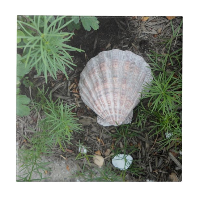 Carreau En Céramique Coquillage dans le jardin (Devant)