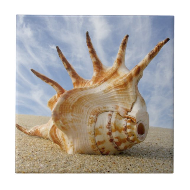 Carreau En Céramique Coquillage Spider Conch sur une plage de sable (Devant)