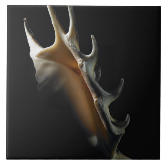 Carreau En Céramique Coquille de conque (Devant)