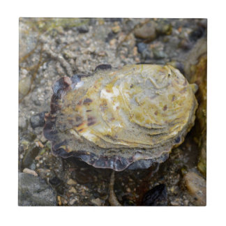 Carreau En Céramique Coquille d'huître