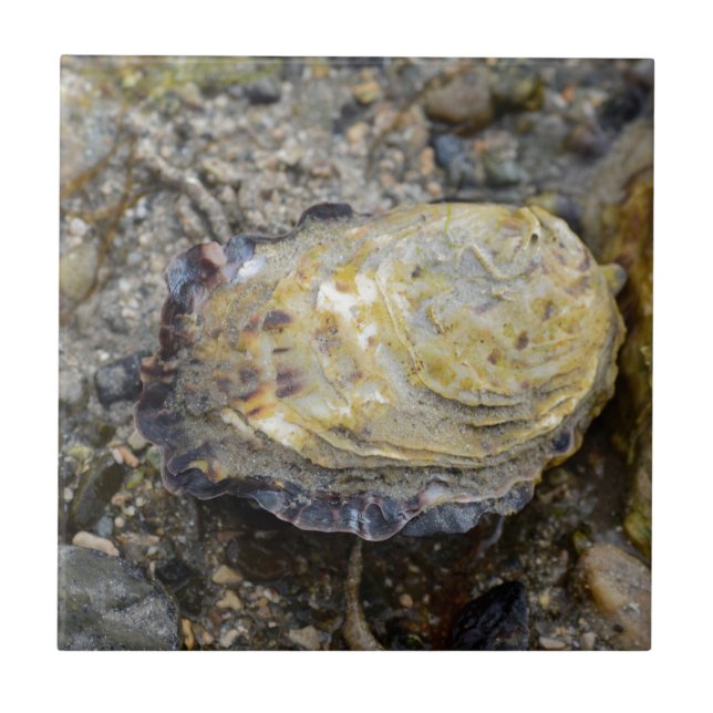 Carreau En Céramique Coquille d'huître (Devant)