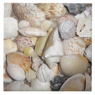 Carreau En Céramique Coquilles de mer