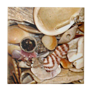 Carreau En Céramique Coquilles de mer de l'Océan Atlantique