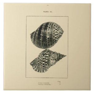 Carreau En Céramique Coquilles de NZ - variegatum de Dolium, rubicundum
