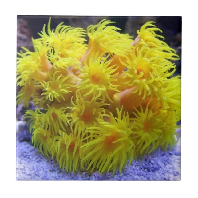 Carreau En Céramique Corail orange de Sun (Devant)