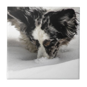 Carreau En Céramique Corgi de museau de neige