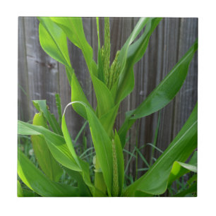 Carreau En Céramique Corn Stalk