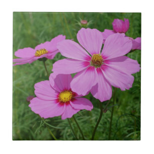 Carreau En Céramique Cosmos rose Fleurs Nature