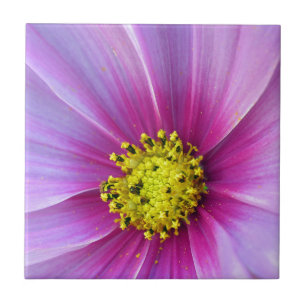 Carreau En Céramique Cosmos roses