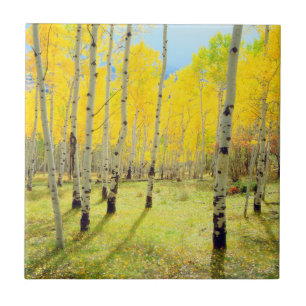 Carreau En Céramique Couleurs d'automne des arbres d'Aspen 4