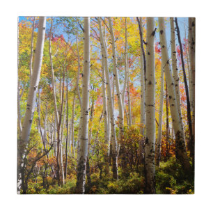 Carreau En Céramique Couleurs d'automne des arbres d'Aspen 5