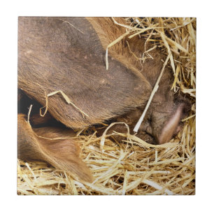 CARREAU EN CÉRAMIQUE COUPER