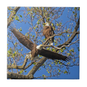 Carreau En Céramique Couple d'aigles