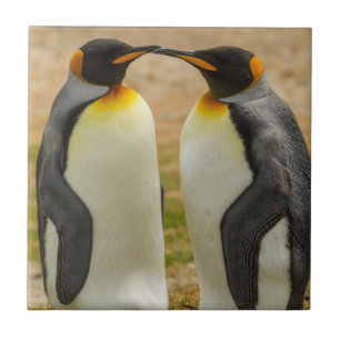 Carreau En Céramique Couple de manchots royaux, Falklands