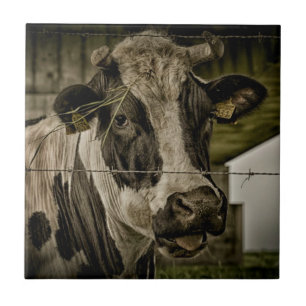 Carreau En Céramique cow