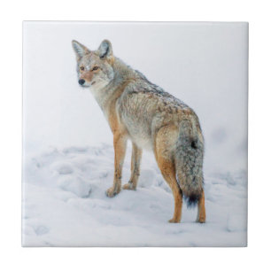 Carreau En Céramique Coyote en alerte dans la neige