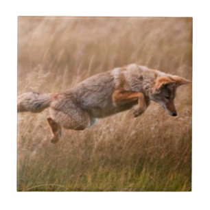 Carreau En Céramique Coyote sautant - prés de gibbon