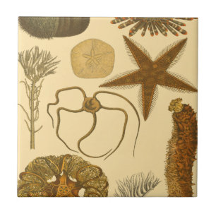 Carreau En Céramique Créatures sous-marines