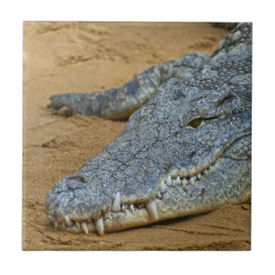 Carreau En Céramique Crocodile