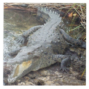 Carreau En Céramique Crocodile jamaïcain d'eau salée