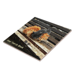 Carreau En Céramique Cuisses Catnap