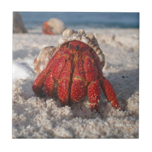 Carreau En Céramique Cute Hermit Crabe sur White Sandy Beach Closeuse