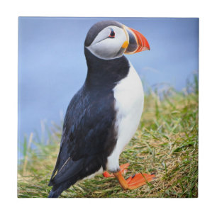 Carreau En Céramique Cute Puffin