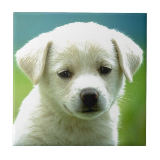 Carreau En Céramique cute-puppy-dog-wallpapers.jpg