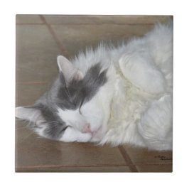 Carreau En Céramique Cute repos Maine Coon cat Carrelage