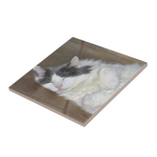 Carreau En Céramique Cute repos Maine Coon cat Carrelage