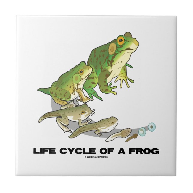 Carreau En Céramique Cycle de vie d'une grenouille (de l'oeuf au têtard (Devant)