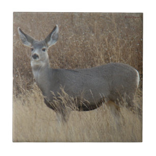 Carreau En Céramique D14 Mule Deer Doe