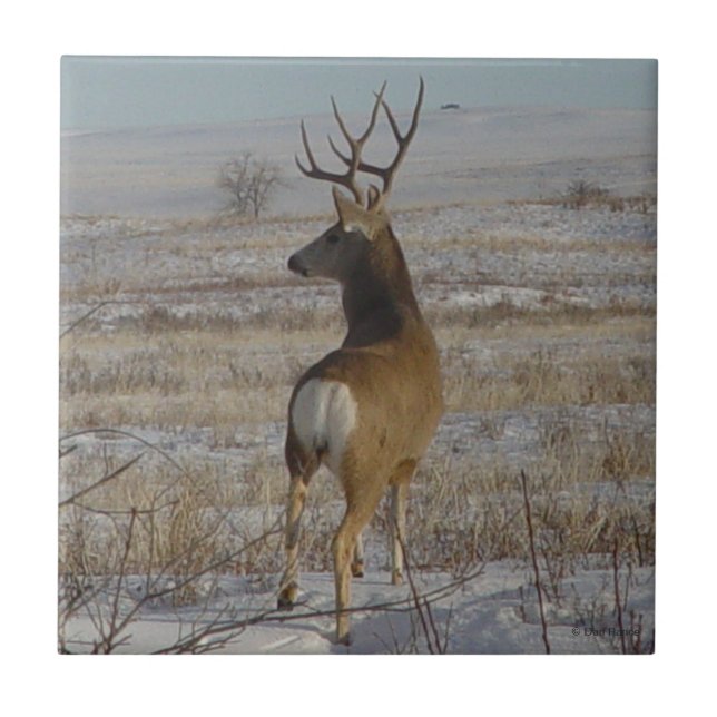 Carreau En Céramique D20 Mule Deer Buck en neige (Devant)