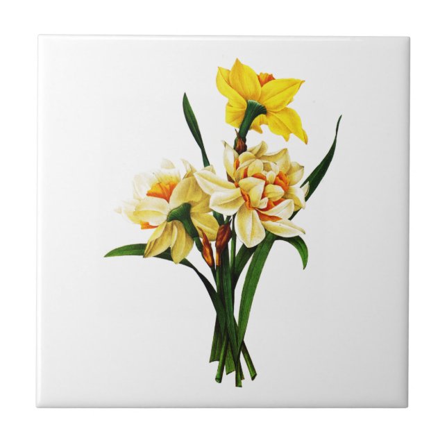 Carreau En Céramique Daffodiques ou Narcisse Par Pierre Joseph Redoute (Devant)