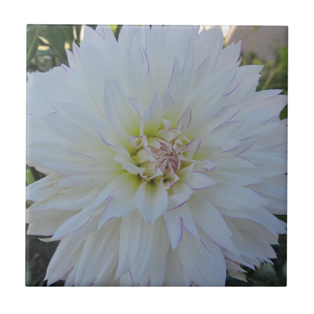 Carreau En Céramique Dahlia "d'amour fol" (Devant)