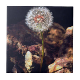 Carreau En Céramique Dandelion