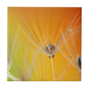 Carreau En Céramique Dandelion Fleurs Destiny Peace Love Art