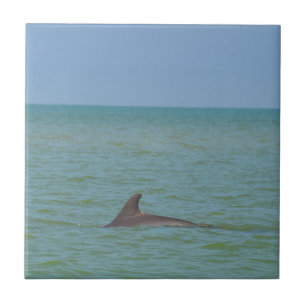 Carreau En Céramique Dauphin sur Sanibel