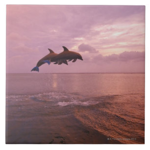 Carreau En Céramique Dauphins de Bottlenosed sautant au coucher du