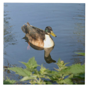 Carreau en céramique de canard de natation mignon