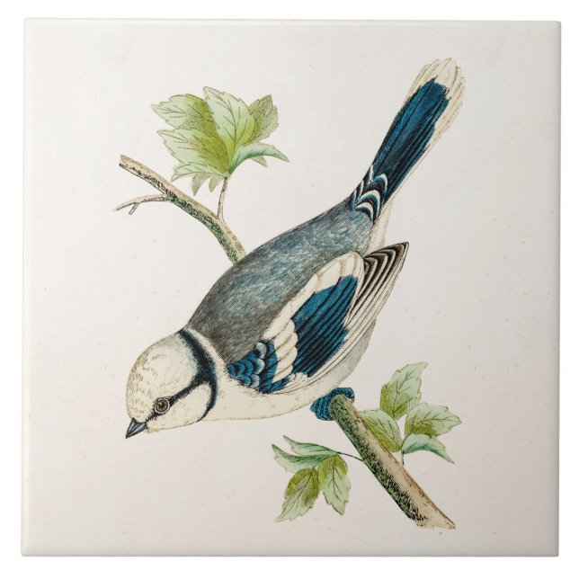 Carreau En Céramique Dessin bleu d'oiseaux d'oiseau chanteur d'oiseau (Devant)