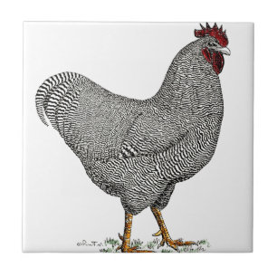 Carreau En Céramique Dessin de poulet de Plymouth Rock