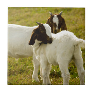 Carreau En Céramique Deux chèvres boers mignonnes rustiques