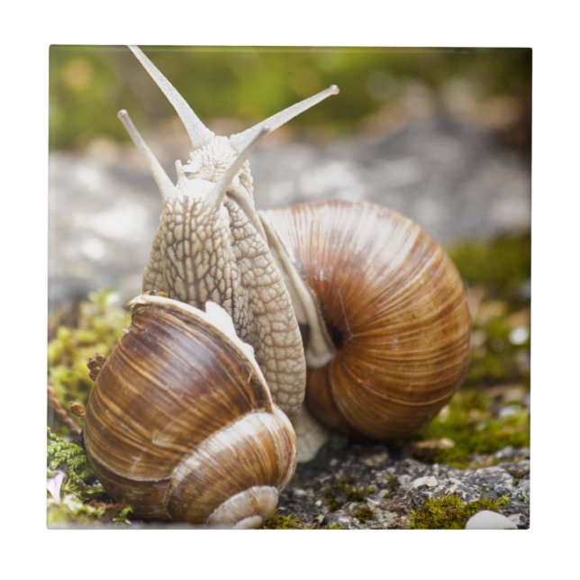 Carreau En Céramique Deux escargots (Devant)