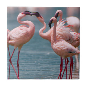 Carreau En Céramique Deux flamants nains mâles (Phoenicopterus Minor)