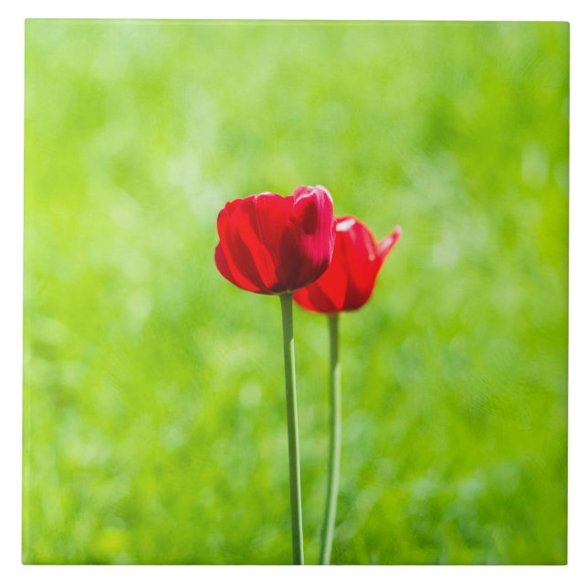 Carreau En Céramique Deux fleurs de tulipes rouges (Devant)